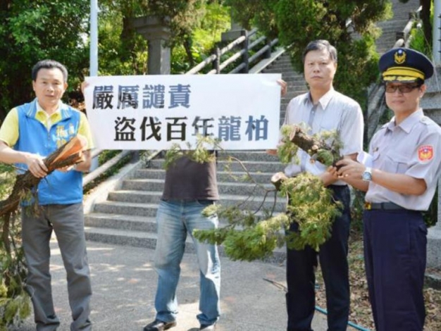 張錦昆砲轟山老鼠 盜伐百年龍柏